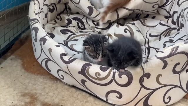Котята СИРОТЫ очень забавно кушают сами! смотреть онлайн