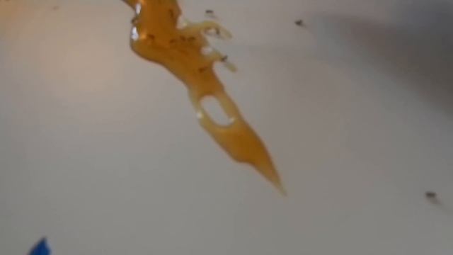 How to raise a baby hummingbird part 2 of 6 смотреть онлайн