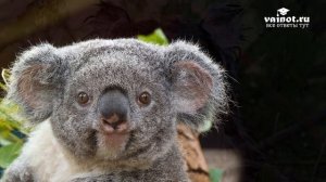 Почему НЕЛЬЗЯ гуглить мокрая коала?Мокрая Коала