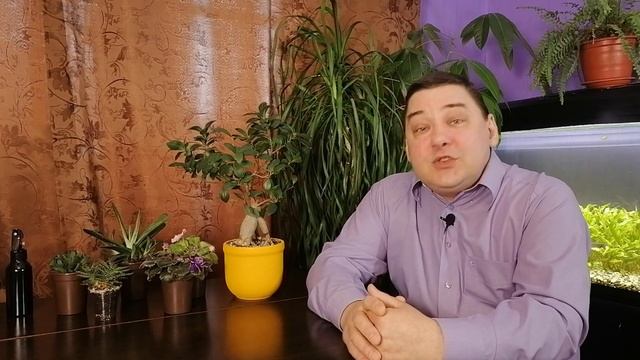 Комнатная роза после покупки | Что нужно сделать чтобы не погибла смотреть онлайн