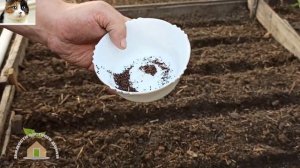 Как правильно сеять щавель в открытый грунт весной