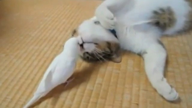 Чумовая кото-подборка! смотреть онлайн