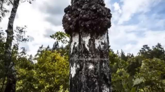 Строение неизвестной цивилизации в болотах Владимирской области