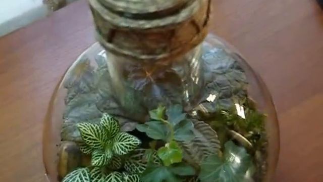 Florarium Sphere.wmv смотреть онлайн