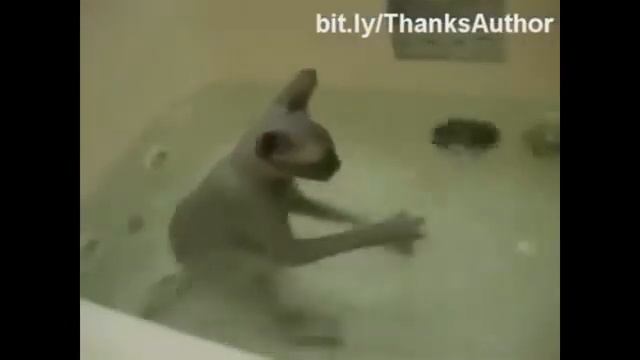 прикольные животные @Лучшие приколы смотреть онлайн