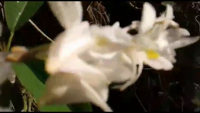 Pigeon orchid - Dendrobium crumenatum смотреть онлайн