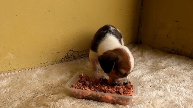 Homeless puppy lost in horrible apartment смотреть онлайн
