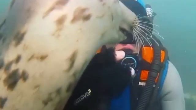 Тюлени - настоящие морские щенки для дайверов! смотреть онлайн