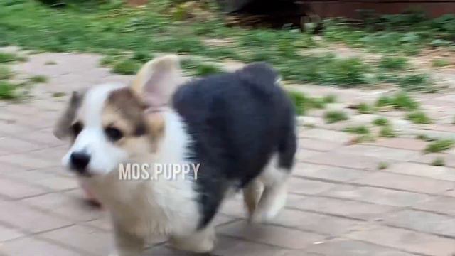 Очаровательные девочки Вельш Корги смотреть онлайн