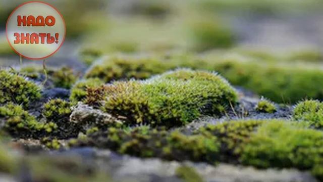 Почему зеленеет земля и как устранить позеленение?