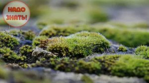 Почему зеленеет земля и как устранить позеленение?