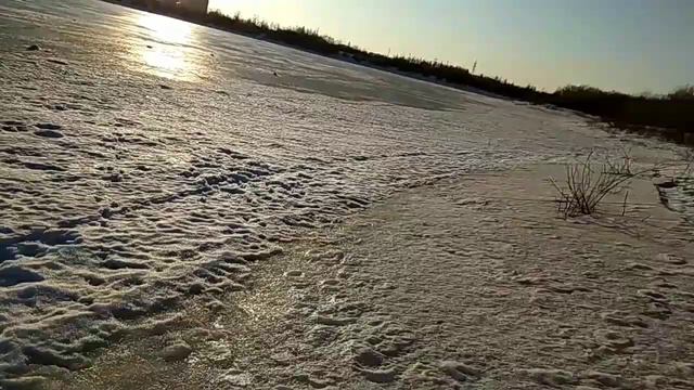 Щенки РЕЛ! 13.03.2020.!!! Катя и Кнопа!!!