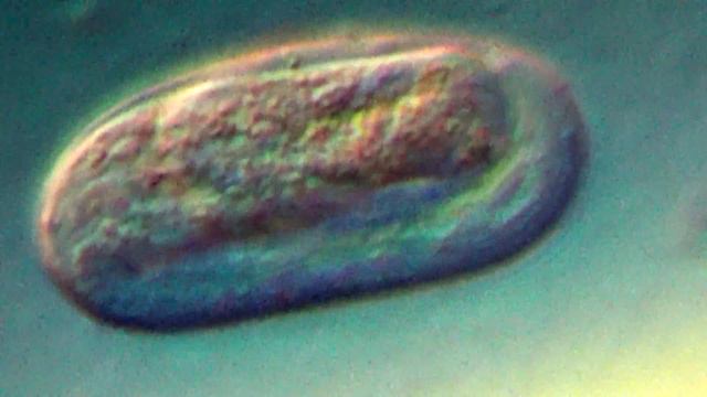 NEMATODE Egg Before Hatching