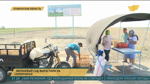В Атырауской области на солончаках вырастили яблоневый сад смотреть онлайн