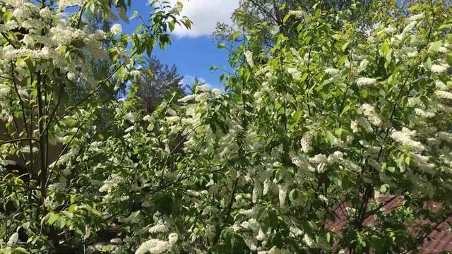 Стихи "Сады почти цветут". смотреть онлайн