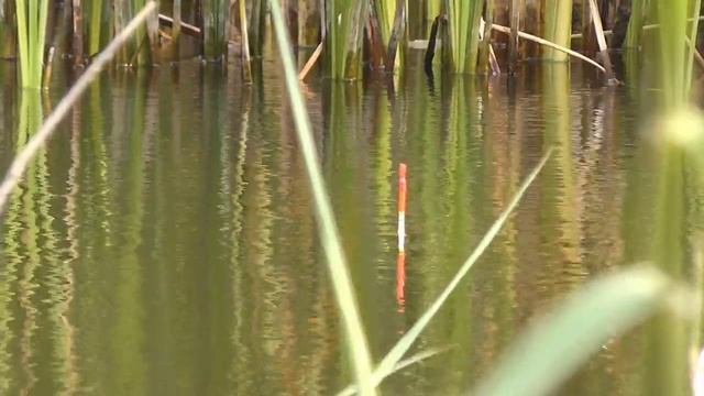 РЫБАЛКА НА БОЛОТЕ / ШОК ! ЗДЕСЬ БОЛЬШЕ РЫБЫ ЧЕМ ВОДЫ смотреть онлайн