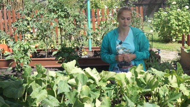 Как вырастить огромный арбуз ☘ смотреть онлайн