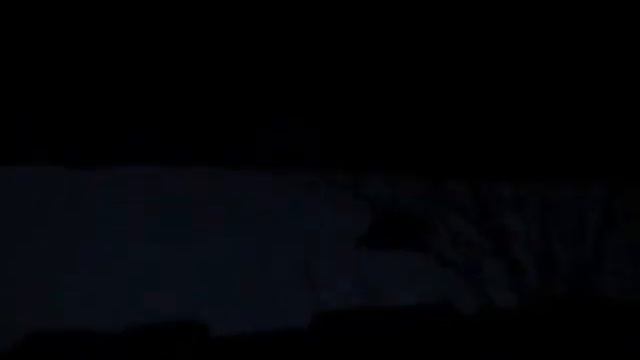 кабаны идут :D