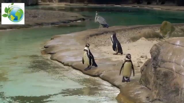 Penguin. Order Sphenisciformes.Family Spheniscidae смотреть онлайн