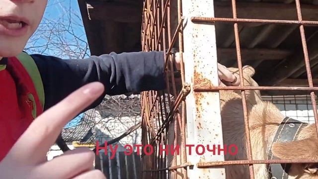 Все мои питомцы 2022 смотреть онлайн
