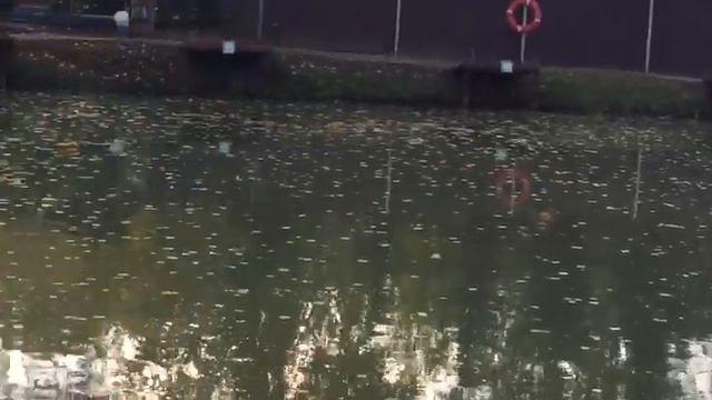 Уборка листвы с поверхности водоёма смотреть онлайн