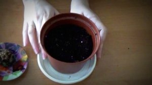 Глоксиния после зимы. Решение проблем