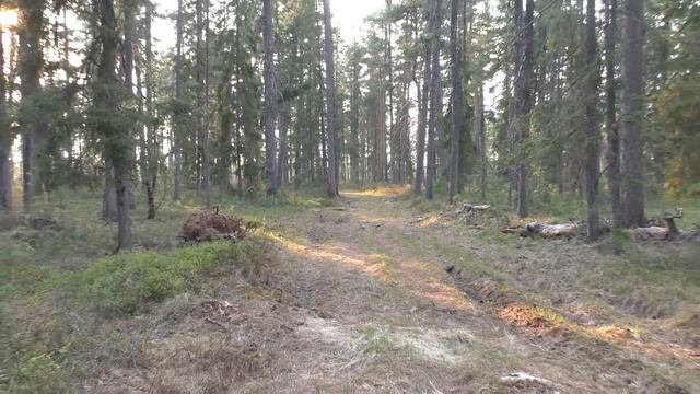 Забросили в тайгу ХМАО-Югры на рыбалку. Одного. Часть 3. Рай на земле. смотреть онлайн