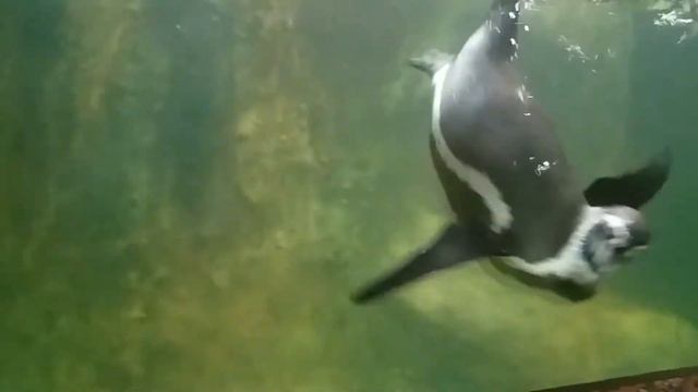 Пингвины смотреть онлайн