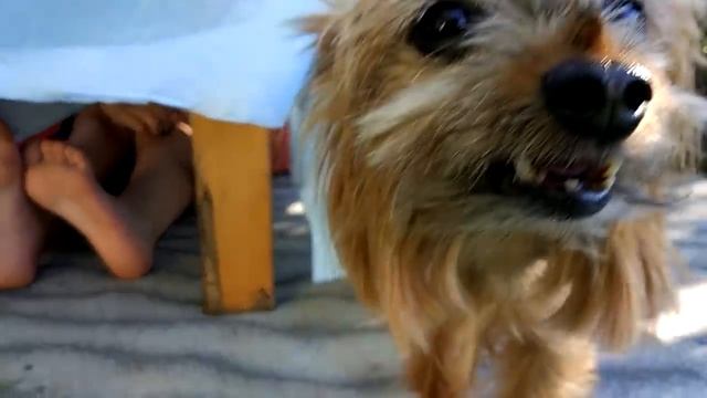 Как сделать Поделки из живых цветов? - Живая картина своими руками для мамы | Рукоделие для девочек смотреть онлайн