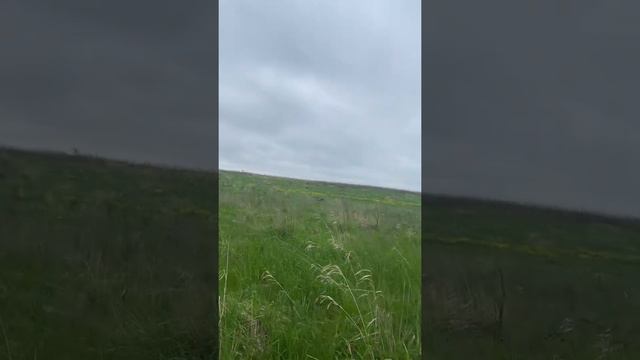Куропатка курцхаар смотреть онлайн