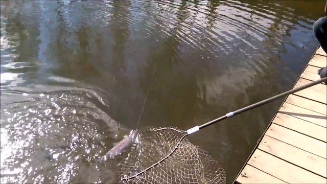 Рыбалка в Подмосковье! 15.04.17 Савельево-2 смотреть онлайн