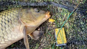 На Дон за сазаном!