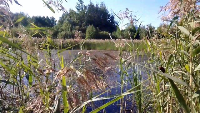 Большое болото. ч.5. Август 2022 смотреть онлайн