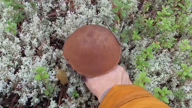 Собираем грибы. Мощные, белые, боровики, подосиновики, грибы на засолку.  Осталась довольна!