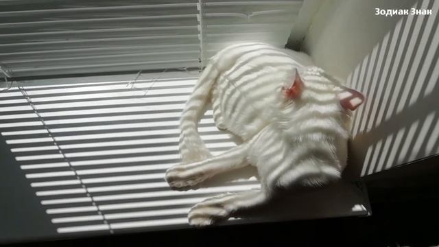 Видеть кошку во сне. К чему снятся кошки, толкование сна смотреть онлайн