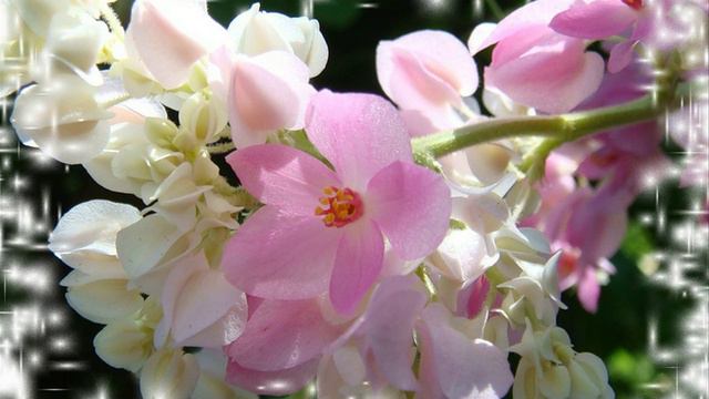 Медитация №2 от 18.07.19г Цветение Души