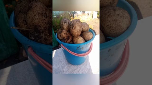 Урожай картофеля/Название сорта смотреть онлайн