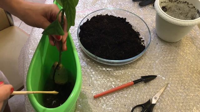 Авокадо уход в домашних условиях смотреть онлайн