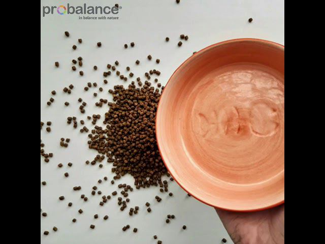 Секреты идеального рациона котят | Probalance "1`st Diet Kitten" смотреть онлайн