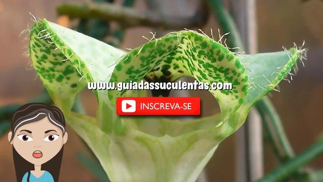 Ceropegia Sandersonii: Um Guia Desta Suculenta смотреть онлайн