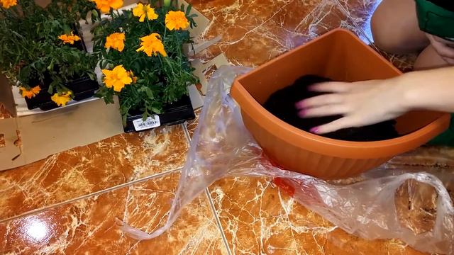 Ашан покупка цветов. Сажаю цветы смотреть онлайн