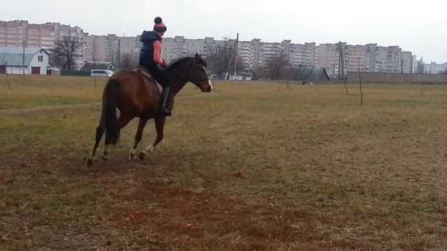 разучиваем менку на галопе 2 смотреть онлайн