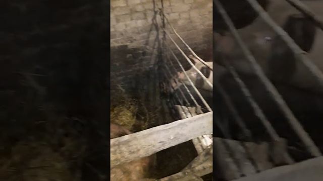 Полезные советы. Домашнее свиноводство. смотреть онлайн