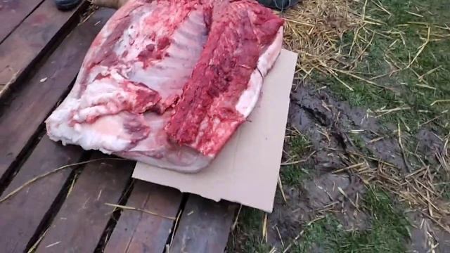 Дюрок 8 месяцов,?195кг супер сало на такой вес,выход ? смотреть онлайн