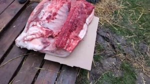 Дюрок 8 месяцов,?195кг супер сало на такой вес,выход ?