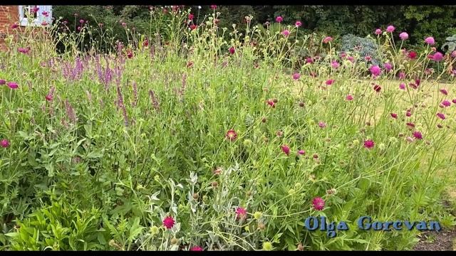 АНГЛИЙСКИЕ САДЫ в коттеджном стиле в ЛОНДОНЕ - ЧТО ТАМ РАСТЕТ?? цветущий сад своими руками. Британи смотреть онлайн