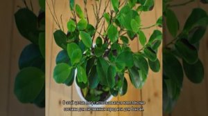 Фикус микрокарпа — уход и размножение дома