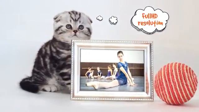 Little Cats Slideshow ( After Effects Project Files) смотреть онлайн