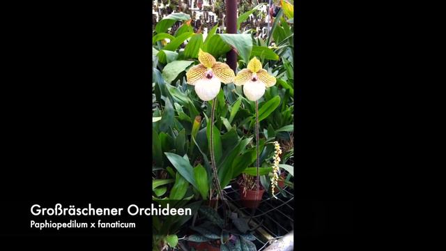 Paphiopedilum x fanaticum смотреть онлайн