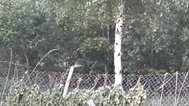 ☘Какие травы я набрала в Духов день./Смысл в чем?/Сбор трав.28.05.18 г. смотреть онлайн